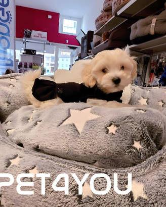 Cuccioli di maltipoo taglia molto piccola