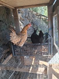 Galline e galletti nani