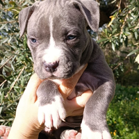 Pitbull