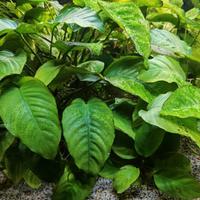 Anubias