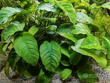 Anubias