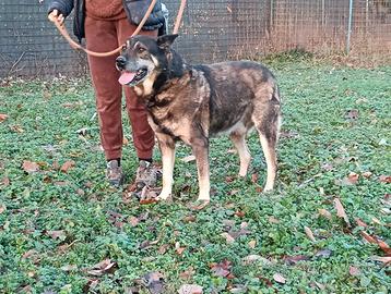 ROCKY pastore dolcissimo