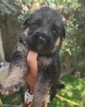 Cuccioli Pastore Tedesco 