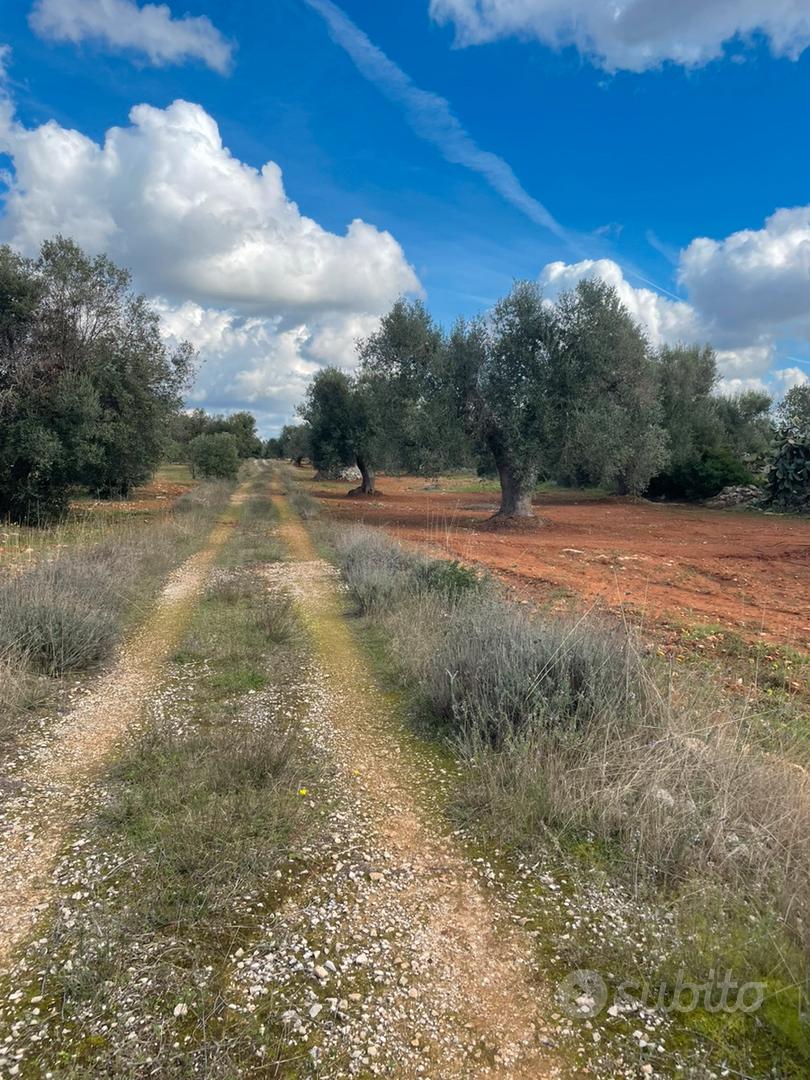 Terreno con alberi secolari - Vista 2