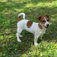 Cuccioli Jack Russell (Russel) Terrier