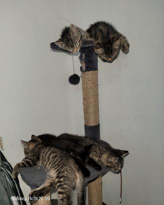 Cuccioli di gatta nebelung