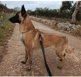 Pastore belga malinois
