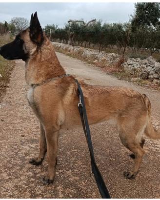 Pastore belga malinois