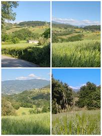 Terreno con nucleo rurale a Montalto U. (Cosenza)