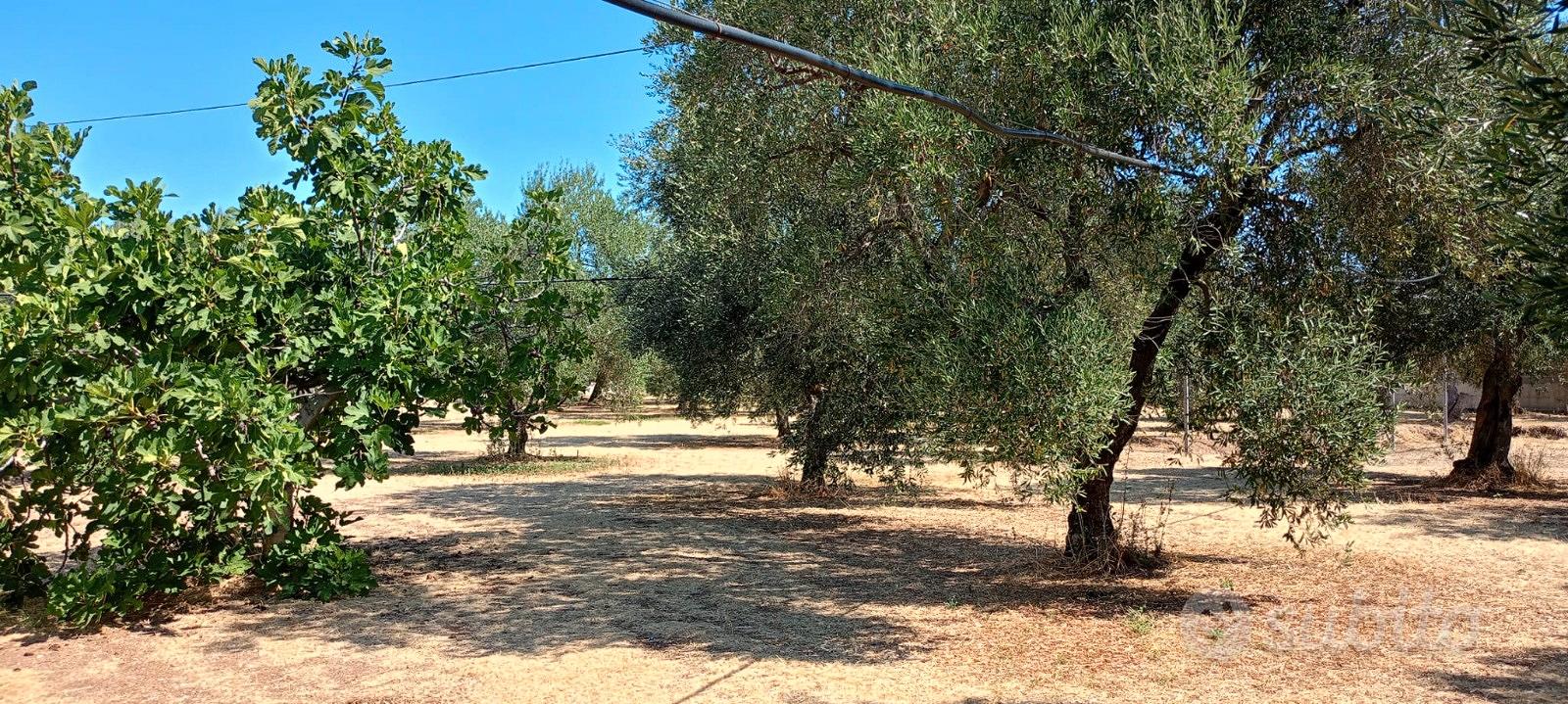 TERRENO OLIVETO SP2 (Terlizzi-Ruvo di Puglia) - Altro