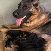 Cuccioli di pastore tedesco