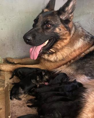 Cuccioli di pastore tedesco