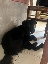 Cucciolo di cane