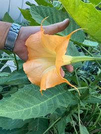 Piante ben radicate di Brugmansia