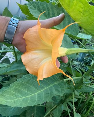 Piante ben radicate di Brugmansia