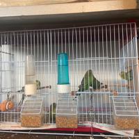 Gabbia da cova per uccelli