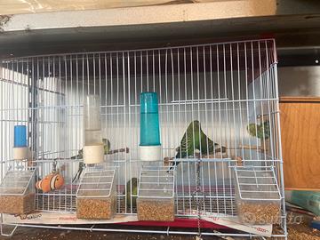 Gabbia da cova per uccelli