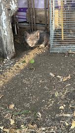 Cuccioli in adozione