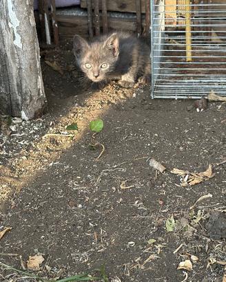 Cuccioli in adozione