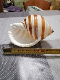 conchiglia
