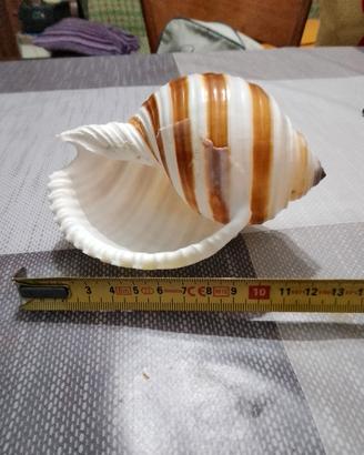 conchiglia