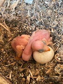 Pulli di parrocchetto dal collare