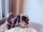 Immagine 3