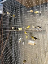 Sì vendono canarini di varie razze