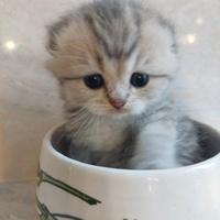 Scottish Fold