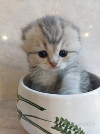 Scottish Fold