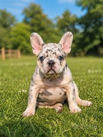 Bouledogue francese