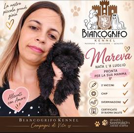 Cucciola Maltipoo