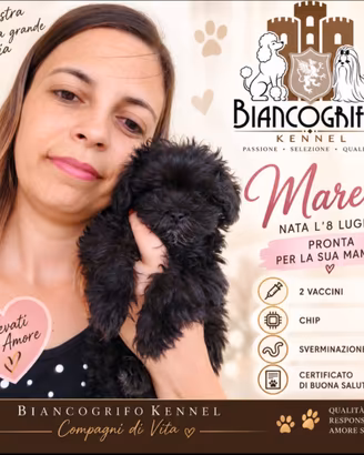 Cucciola Maltipoo