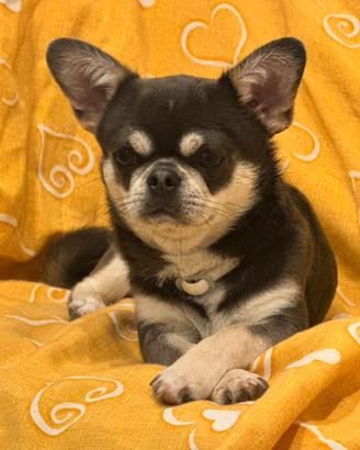 Chihuahua per monta