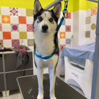 Maschio di Siberian Husky per monte