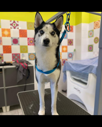 Maschio di Siberian Husky per monte