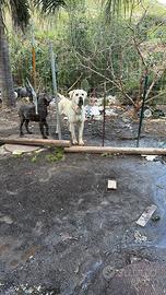 Cane corso