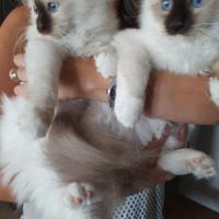 Cuccioli Sacro di Birmania