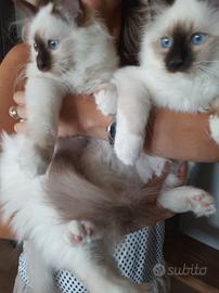 Cuccioli Sacro di Birmania