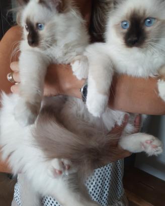 Cuccioli Sacro di Birmania