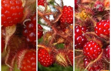 MORA ROSSA GIAPPONESE 
3/4 ANNI 
GIA PRODUTTIVA
SP