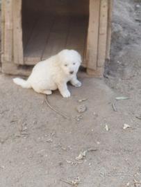 Cuccioli di grande taglia