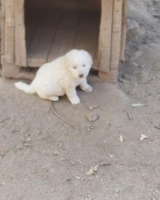 Cuccioli di grande taglia