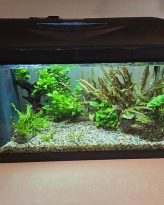 Acquario modello wave 60lt