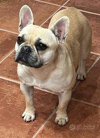 Bulldog francese femmina