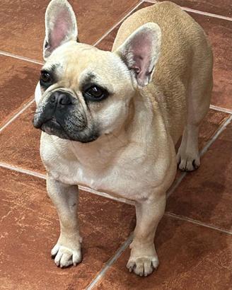 Bulldog francese femmina