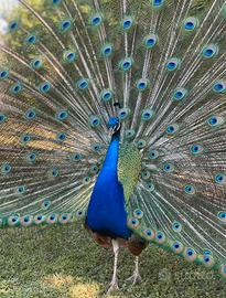 Pavoni Reali
