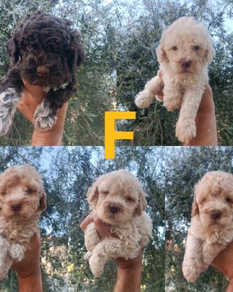 Cuccioli di Lagotto Romagnolo con Pedigree Roi