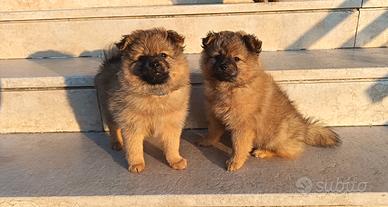 Cuccioli volpini di pomerania