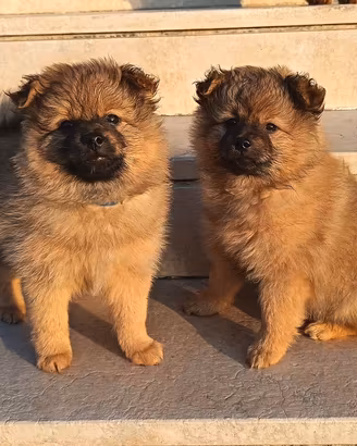 Cuccioli volpini di pomerania